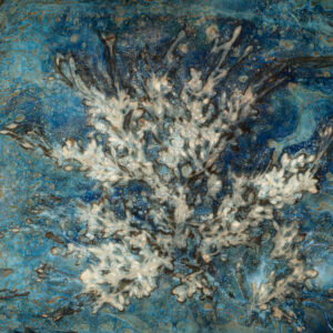 Bladderwrack, Cyanotype on Watercolor Paper, 26 x 26
