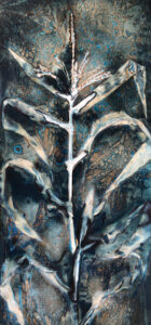 Corn Cyanotype on Watercolor Paper, 23 x 50