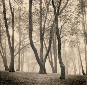 Crossed Trees, Silver Gelatin Photograph, 14 x 14