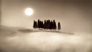 Cypress, Tuscany, Italy, Silver Gelatin Photograph
