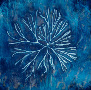 Green Sea Fingers, Cyanotype on Watercolor Paper, 28 X 28