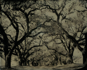 Slave Row, Mansfield Plantation, SC, Tintype 8 x 10