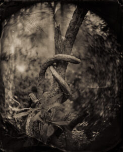 Strangler Vine, Magnolia Plantation, SC, Tintype 8 x 10