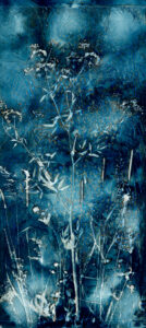 Water Hemlock, Cyanotype on Watercolor Paper, 50 x 24