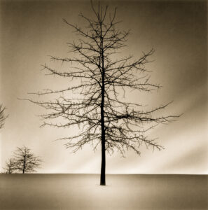 Winter Tree, Silver Gelatin Photograph, 14 x 14