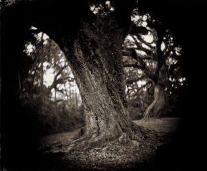 Witness, Arundel Plantation, SC, Tintype 8 x 10